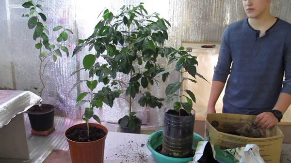 咖啡树种植