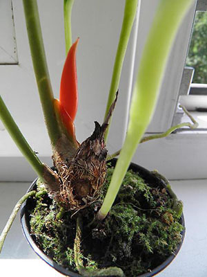 Na herstelmaatregelen geeft anthurium een ​​nieuwe bloeiwijze vrij