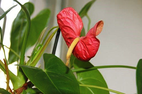De anthurium-bloem behoudt zijn frisheid tot 45 dagen