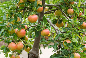Урожай на привитой яблоне