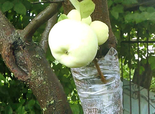 Прививка яблони летом