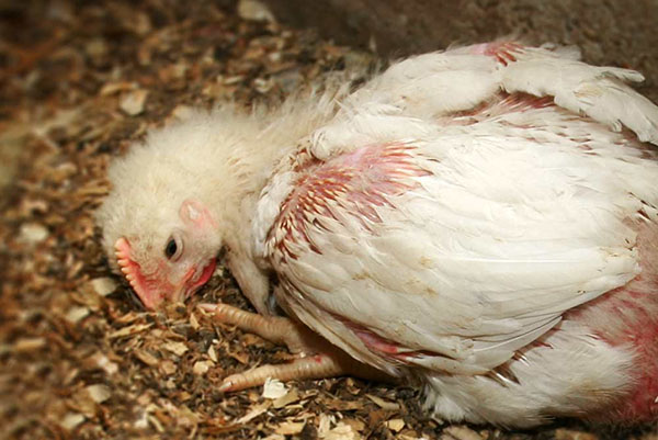 Coccidiosis i kyckling
