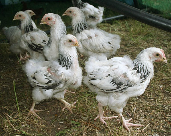 Tidig separation av sjuka kycklingar hjälper till att rädda boskap