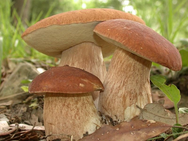 ciuperci în pădure
