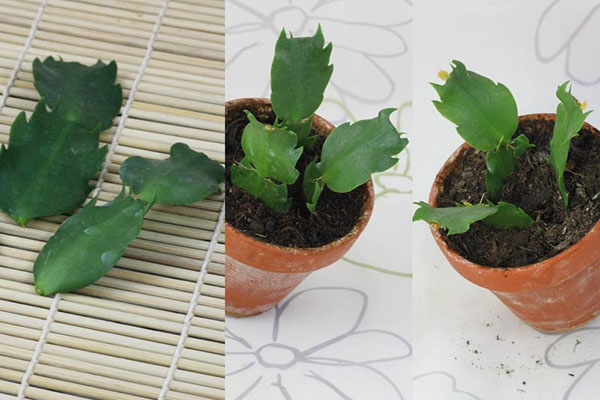plantering av zygocactus sticklingar