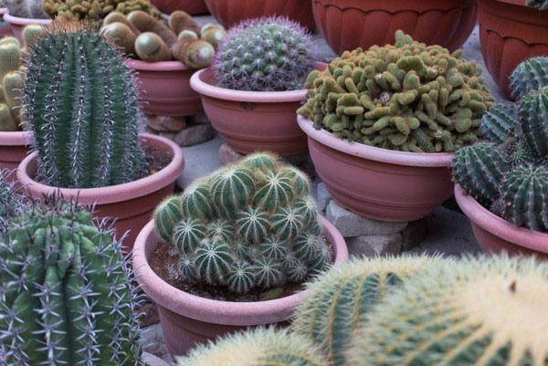 kaktus različitih vrsta i sorti