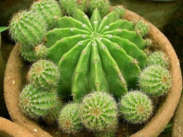 môžete sedieť kaktus