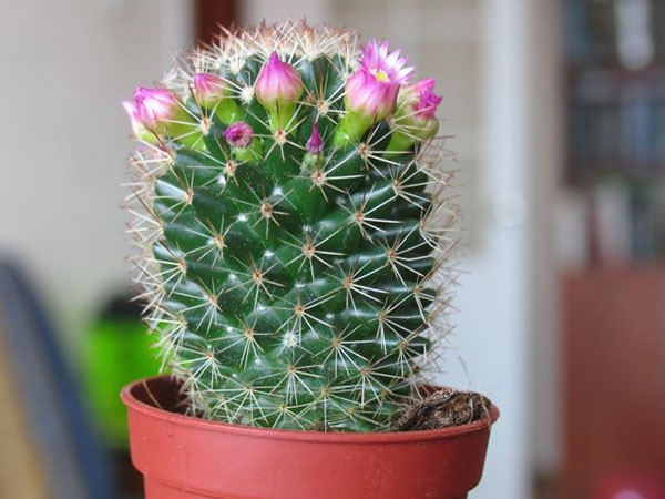 kaktus bude kvitnúť