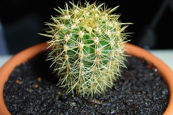 kaktus po transplantácii
