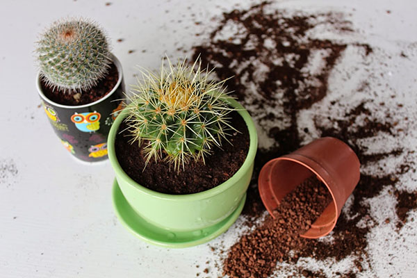 prespijte kaktus v prostoren lonec