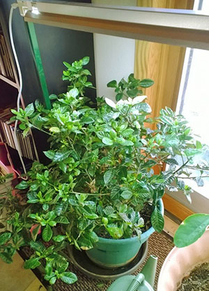 Gardenia üst pansuman yapılır