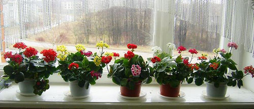 Blossoms Kalanchoe di tingkap