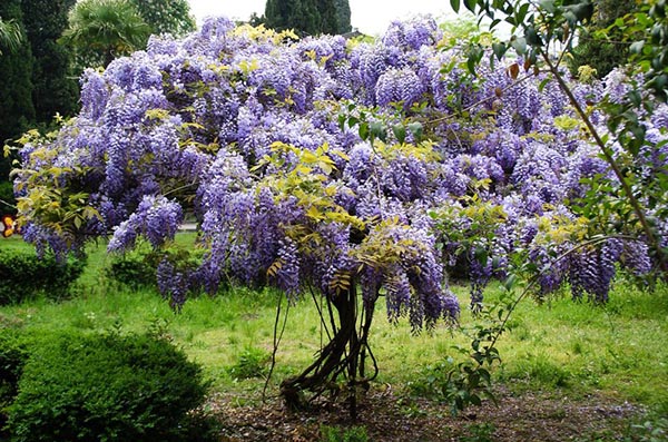 wisteria ในสวนเบลารุส
