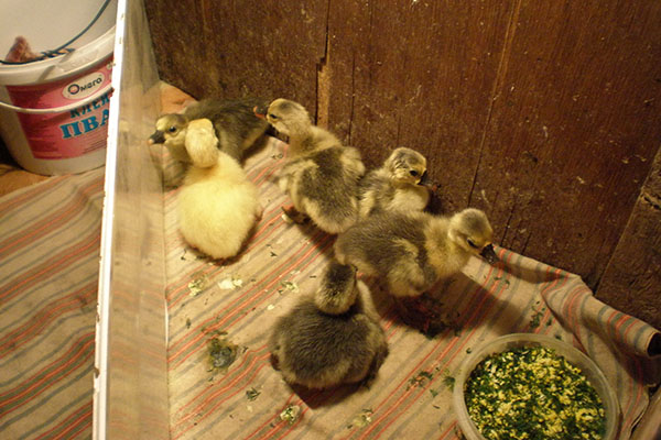 Makan pertama goslings