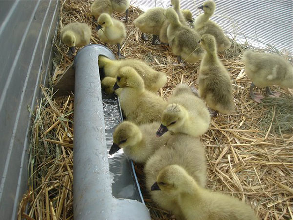 Kandungan goslings