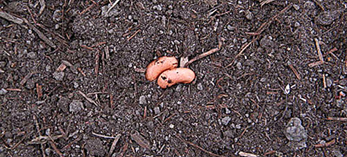 Zasaditev semen fižola v odprtem tleh