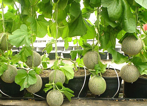 Shpalerny methode om meloenen thuis te laten groeien