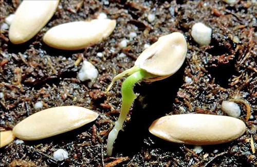 Plantar sementes para mudas