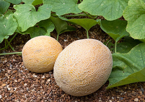 Um lugar corretamente escolhido é um dos fatores do crescimento bem-sucedido do melão
