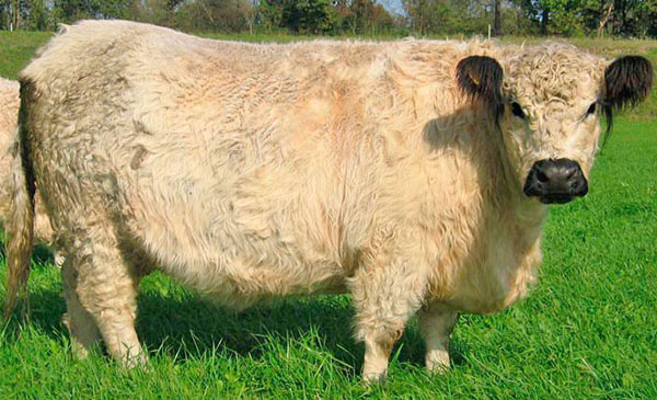 加洛韦牛的品种