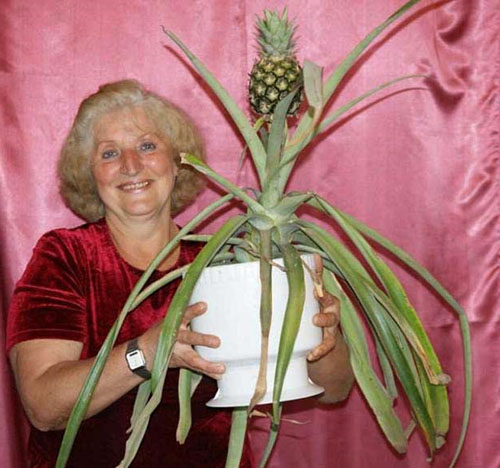 Auginami namie ananasai