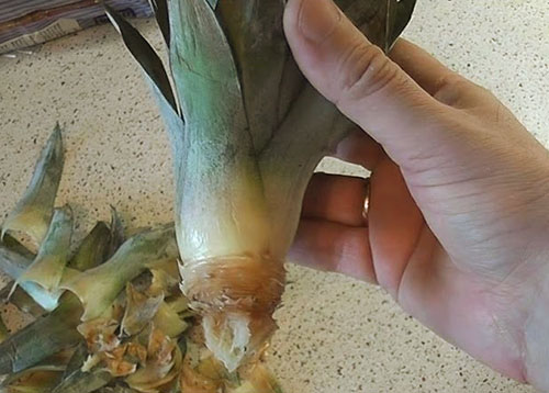 对于在家中种植菠萝使用叶子出口