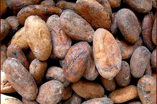 kakaová odroda