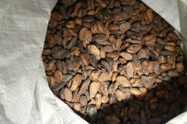 kakaová odroda forastero