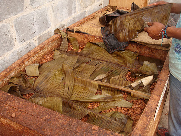 fermentácia kakaových bôbov