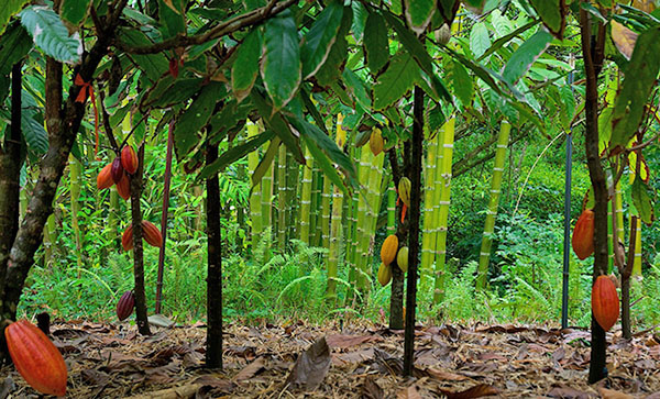 växande kakao träd