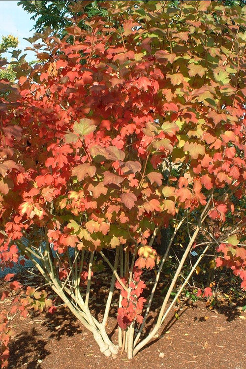 листья калины бульденеж осенью