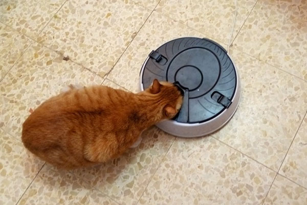 o gato come do alimentador automático