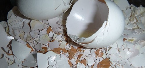 shell telur