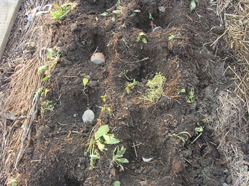 aanplant van aardappelen