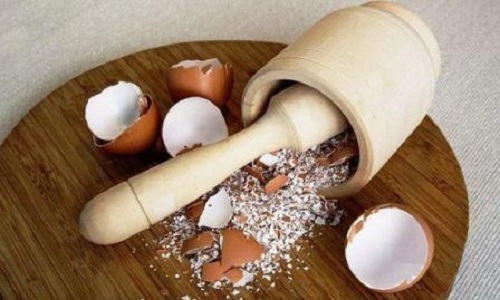 shell telur