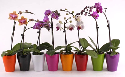 Phalaenopsis orchidey
