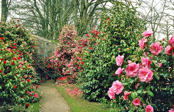 Pelbagai jenis camellia di taman
