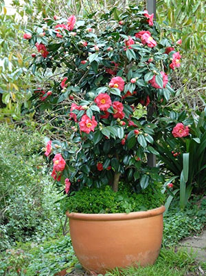 Adalah lebih baik untuk tumbuh camellia di konservatori atau konservatori
