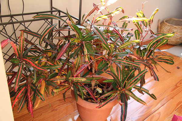 Dengan kekeringan udara yang berlebihan, dedaunan Croton kehilangan kualiti hiasannya
