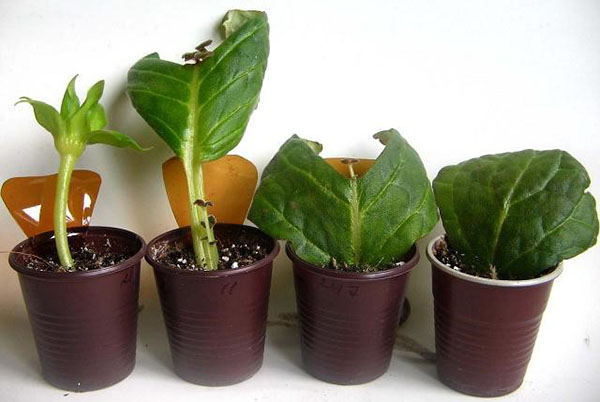 Voortplanting van gloxinia met blad- en bloemsteel