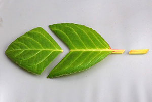 Afdeling van een gloxinia-blad voor plantvermeerdering