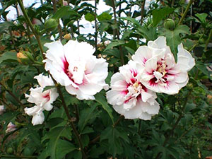 Cvjetni vrt hibiskusa