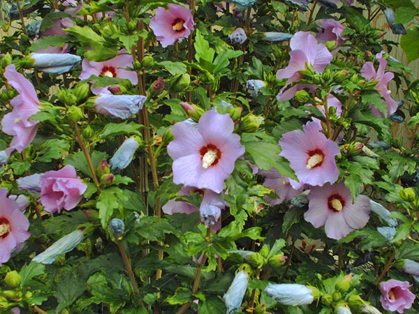 Arbusto de hibisco