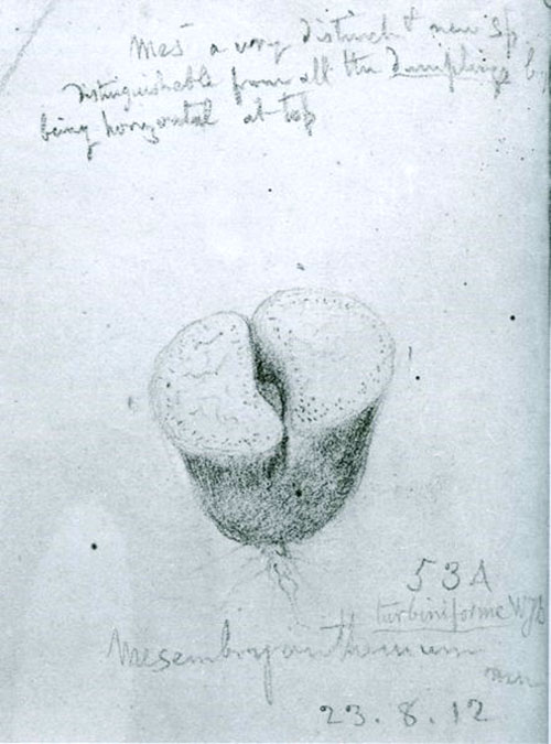 Den första bilden av en litopan av en botaniker