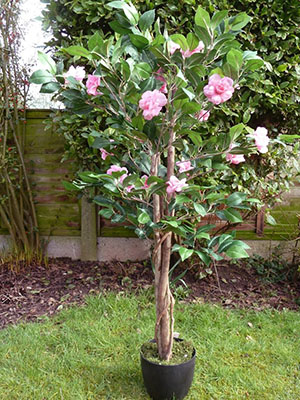 Dalam menjaga camellia, pemangkasan dan mencubit tumbuhan diperlukan