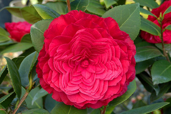 Terry camellia cvetličarna