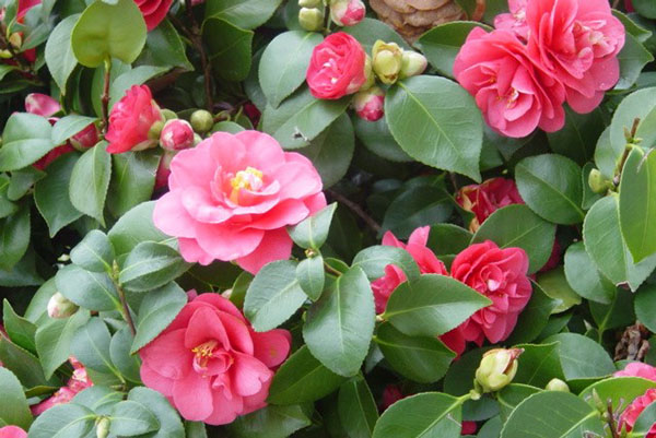 Penjagaan perempuan simpanan camellia merespon dengan bunga yang subur