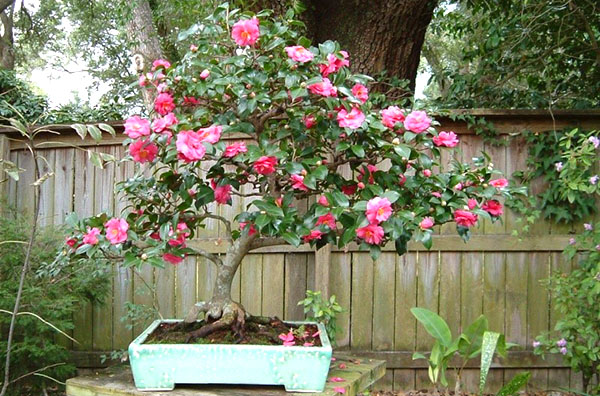 Camellia bonsai