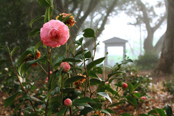 Blommande Camellia i trädgården
