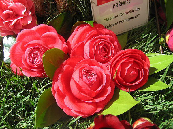 Camellia adalah tetamu dari Jepun yang cerah